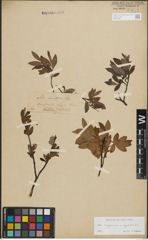 Foto von Salix lapponum L. x Salix myrtilloides L.